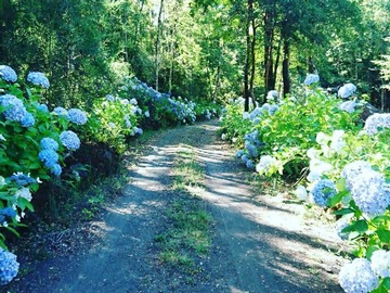 Venta / Terreno / Pucón