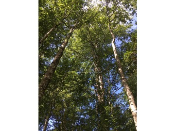 Hermosas parcelas en Candelaria alta, inmersas en un bosque nativo.