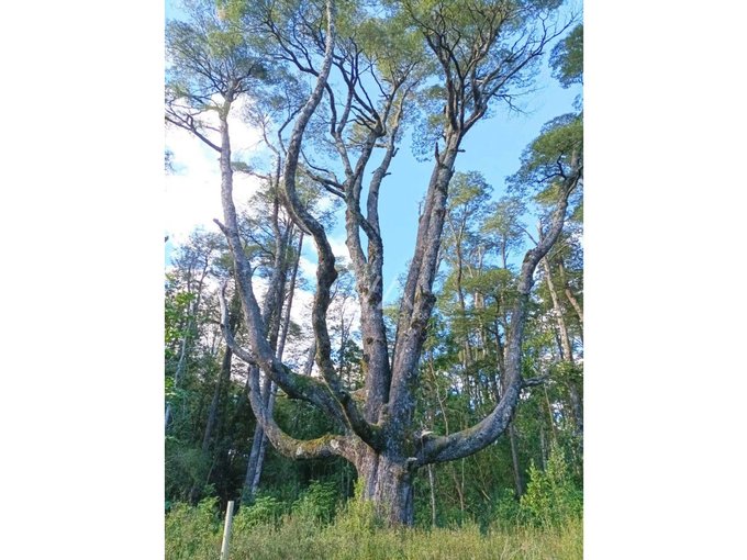 Preciosas parcelas con maravilloso bosque a metros del puente Metreñehue!!!!