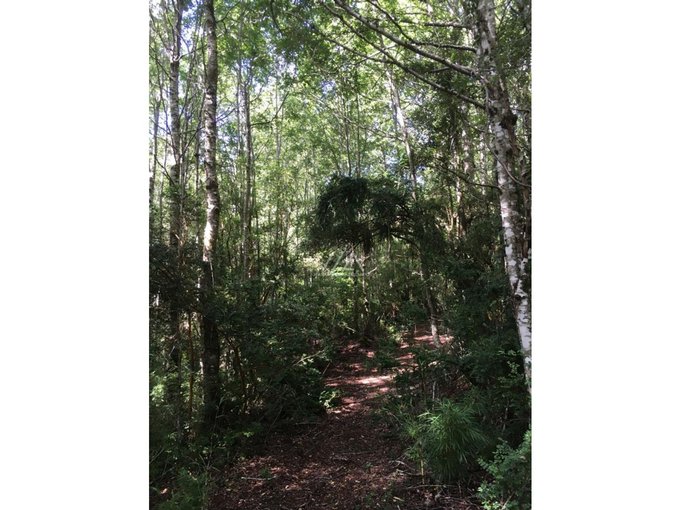 Hermosas parcelas en Candelaria alta, inmersas en un bosque nativo.