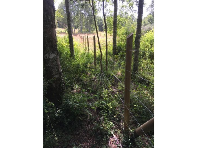 Hermosas parcelas en Candelaria alta, inmersas en un bosque nativo.