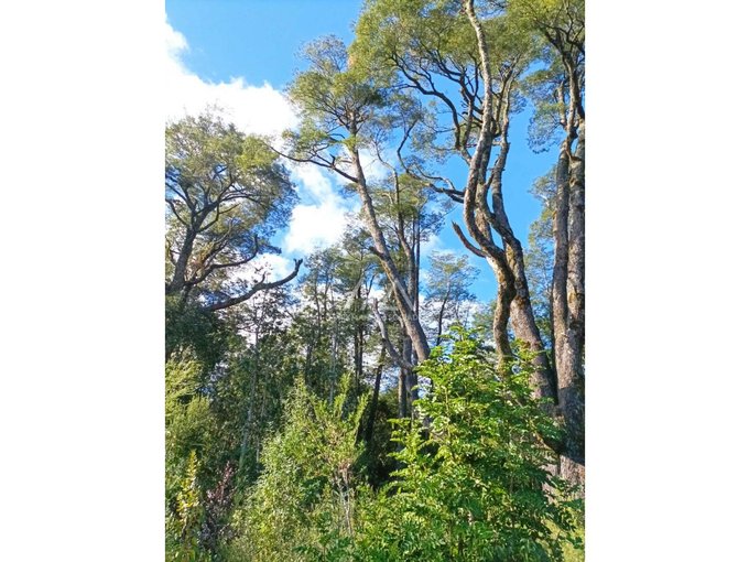 Preciosas parcelas con maravilloso bosque a metros del puente Metreñehue!!!!