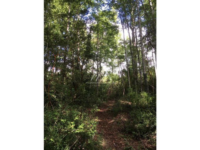 Hermosas parcelas en Candelaria alta, inmersas en un bosque nativo.