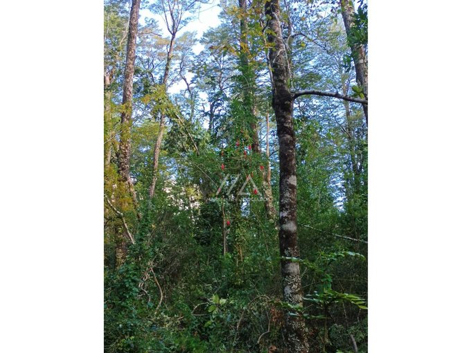 Preciosas parcelas con maravilloso bosque a metros del puente Metreñehue!!!!