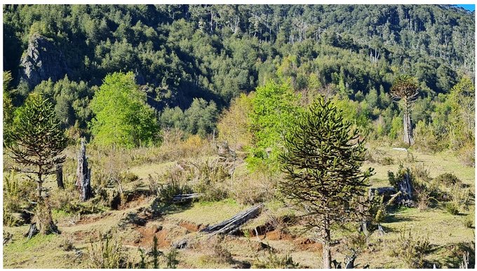 Araucarias en la parcela