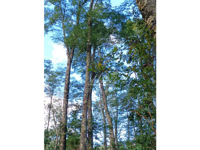 Preciosas parcelas con maravilloso bosque a metros del puente Metreñehue!!!!