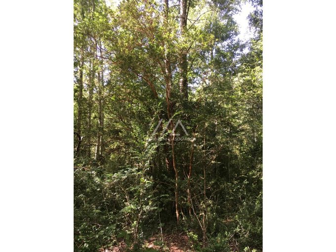 Hermosas parcelas en Candelaria alta, inmersas en un bosque nativo.