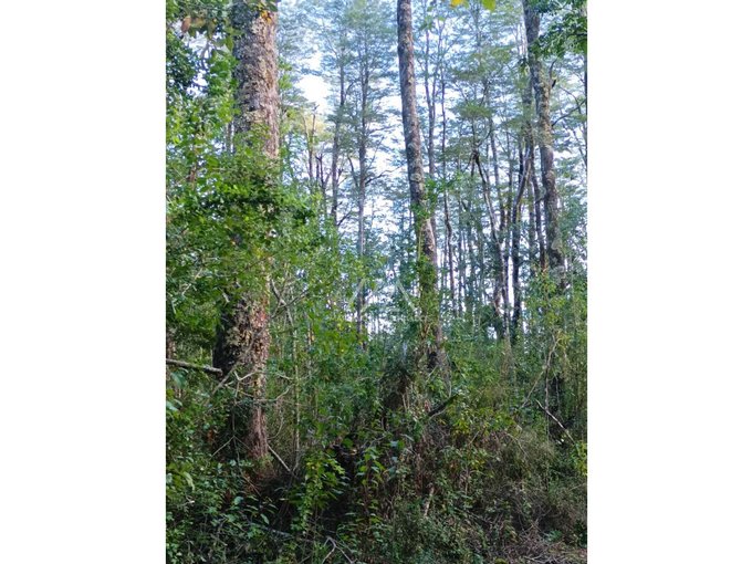 Preciosas parcelas con maravilloso bosque a metros del puente Metreñehue!!!!