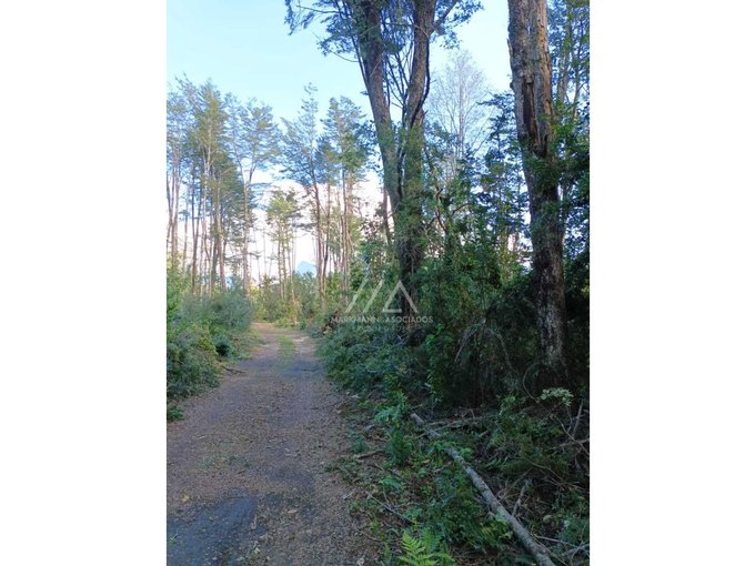 Preciosas parcelas con maravilloso bosque a metros del puente Metreñehue!!!!