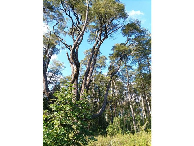 Preciosas parcelas con maravilloso bosque a metros del puente Metreñehue!!!!