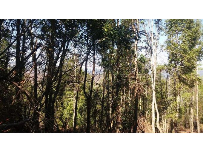 Bellísimas parcelas con bosque,estero y acceso a playa en el rio Liucura!!!