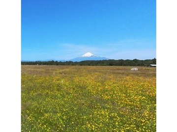 Venta / Terreno / Puerto Octay