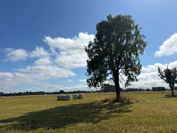 Venta / Terreno / Puerto Octay