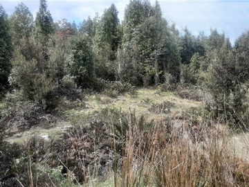 Venta / Terreno / Puerto Varas