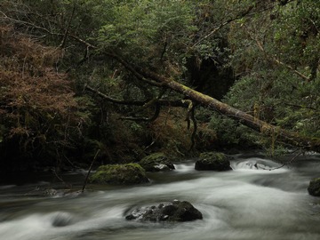 Venta / Terreno / Puerto Varas