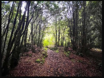 Venta / Terreno / Puerto Varas