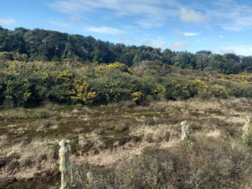 Venta / Terreno / Puerto Varas