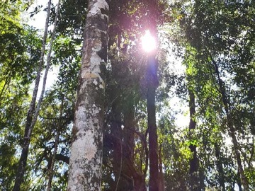 Venta / Terreno / Puerto Varas