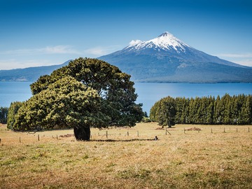 Venta / Terreno / Puerto Varas