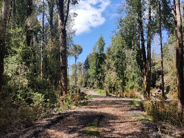 Venta / Terreno / Puerto Varas