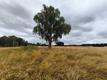 Venta / Terreno / Purranque