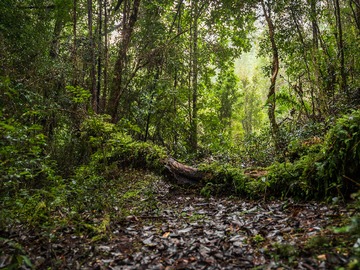 Venta / Terreno / Quellón