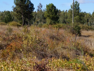 Venta / Terreno / Quillón