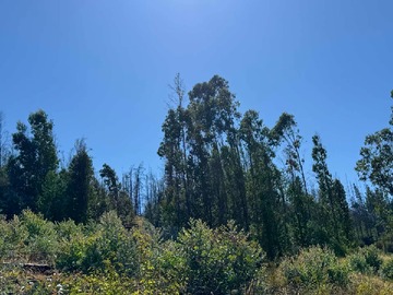 Venta / Terreno / Quillón