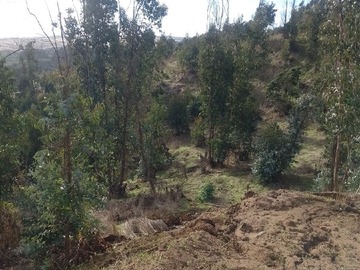 Imagen 11