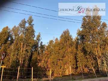 Imagen 13