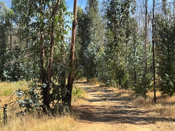 Venta / Terreno / Ránquil