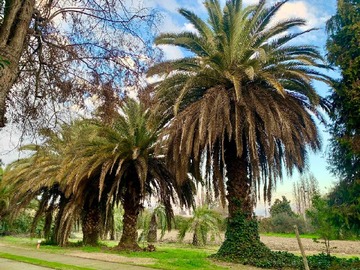 Venta / Terreno / Requínoa