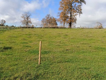 Venta / Terreno / Río Bueno