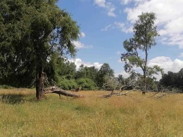 Venta / Terreno / Río Bueno