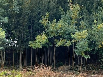 Venta / Terreno / Río Claro