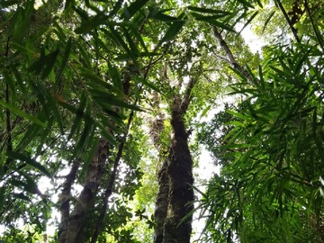 Río Negro, Sector Hueyelhue, Comuna de Río Negro Image