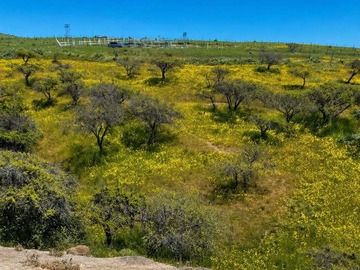 Venta / Terreno / San Antonio