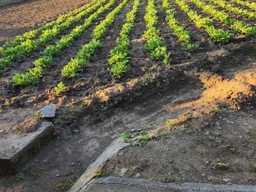 Venta / Terreno / San Carlos