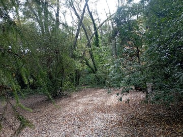 Imagen 11