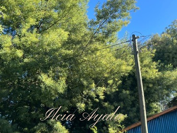 Imagen 9