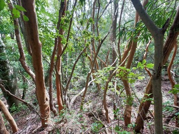 Venta / Terreno / San Fabián