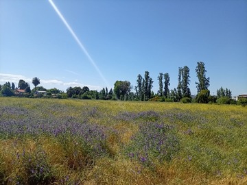 Venta / Terreno / San Javier de Loncomilla