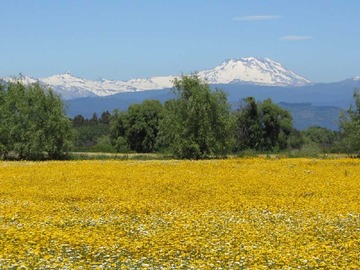 Venta / Terreno / San Rafael