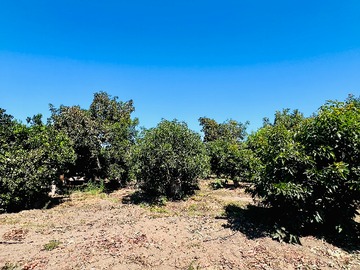 Venta / Terreno / San Vicente de Tagua Tagua