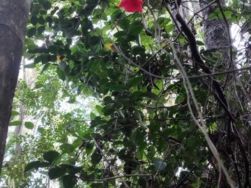 Venta / Terreno / Santa Bárbara