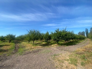 Imagen 4