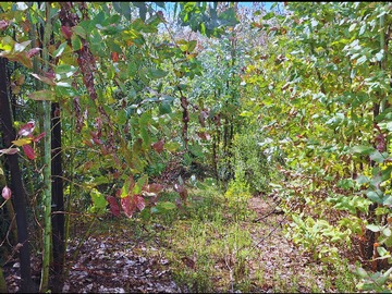 Venta / Terreno / Santa Juana