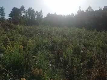 Venta / Terreno / Santa Juana