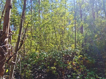 Imagen 5