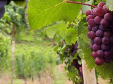Venta / Terreno / Santa María